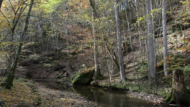 hiking path through Maisinger Schlucht (canyon) in Bavaria (Germany). small river flowing. Beech forest around.