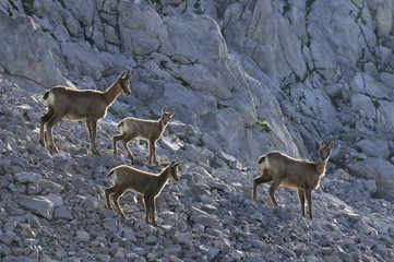 Manada de rebecos en los Picos de Europa