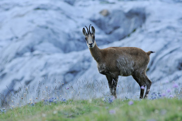 Rebeco en los Picos de Europa