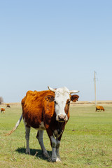 Cow grazing in green meadow and looking at the camera, photo with free space for design