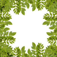 Fototapeta premium Fresh green leaves border isolated on white background.