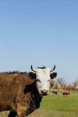Cow grazing in green meadow and looking at the camera, photo with free space for design