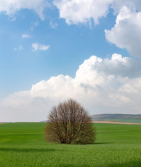 Lonely tree in fresh colourful spring landscape