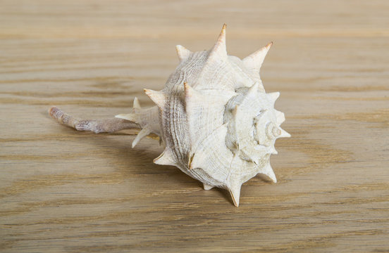 Conchiglia di Bolinus brandaris, murice comune su tavola di legno 