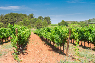 Vineyard green rows