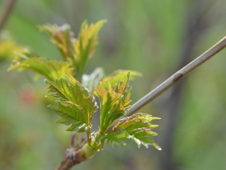 Frisches Blattgrün entfaltet sich im Frühling
