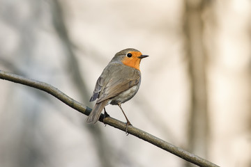 little bird Robin in spring Park