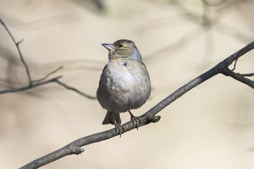 the bird is a female Chaffinch singing in the forest in spring in April
