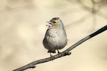 the bird is a female Chaffinch singing in the forest in spring in April
