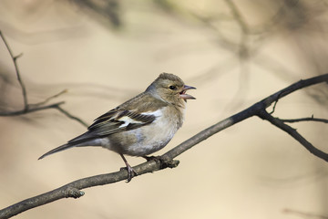 the bird is a female Chaffinch singing in the forest in spring in April