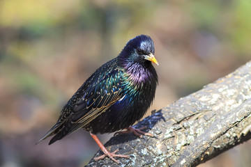 beautiful bird black Starling on the tree in spring in Park