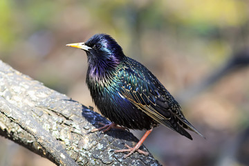 beautiful bird black Starling on the tree in spring in Park