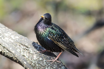 beautiful bird black Starling on the tree in spring in Park
