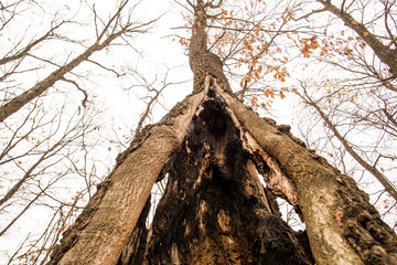 strange tree on danube gorge