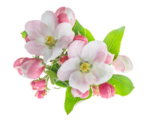 Obraz premium Closeup apple tree blossoms green leaves. Spring flowers