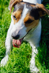 Dog breed Jack Russell Terrier lies on the grass and resting with his tongue hanging out