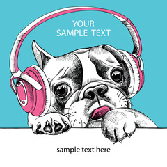 Dog portrait of French bulldog with headphones. Vector illustration.