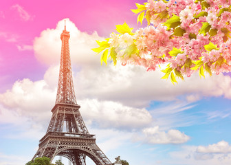 Fototapeta na wymiar Eiffel Tower Paris sunset sky. Blossoming spring cherry tree