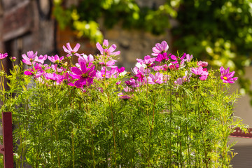 Naklejka premium Blooming cosmos flowers