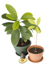 Two avocado plants and fruits