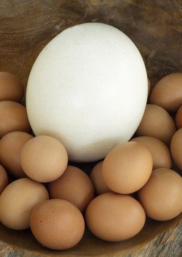 Group of identical chicken eggs except an ostrich egg