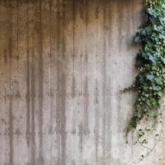 Green ivy on concrete wall