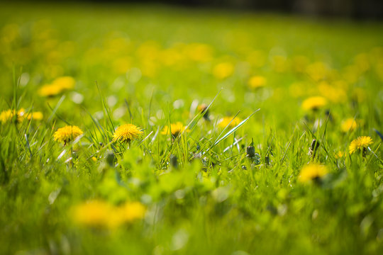 yellow dandelion flowers in meadow. Spring concept.