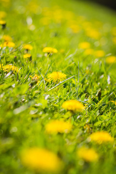 yellow dandelion flowers in meadow. Spring concept.