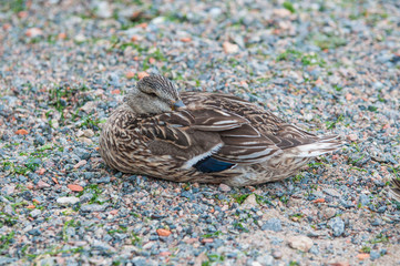 Ente mit Schnabel in seinem Gefieder