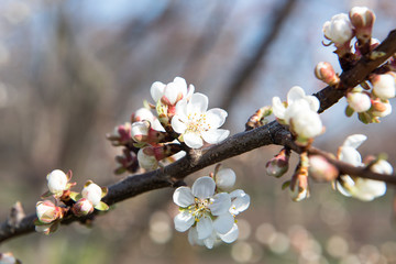 The flower of a cherry tree which blooms on the way. Flowering cherry in the spring, the scent of blossoming apricot.