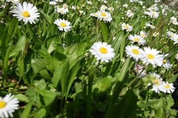 Fototapeta premium Gänseblümchen