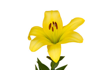 Isolated yellow lily flower