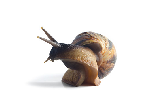 Isolated snail Achatina fulica on a white background