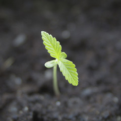 Marijuana seedling close up
