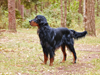  Setter Gordon in the forest