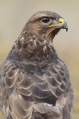 Buzzard (Buteo buteo) portrait