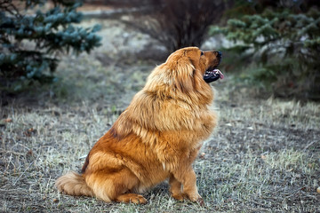 Tibetan mastiff