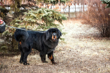 Tibetan mastiff
