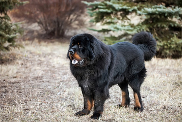 Tibetan mastiff