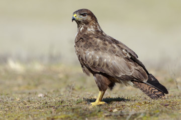  Buzzard (Buteo buteo) perched on the floor