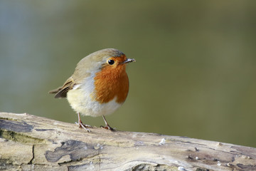 European Robin (Erithacus rubecula) on its perch