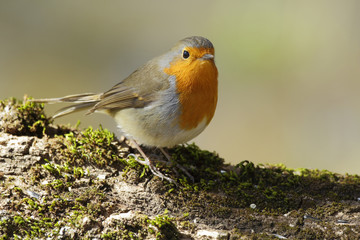 European Robin (Erithacus rubecula) on its perch