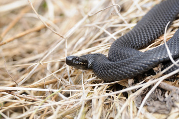 Common European Viper in April