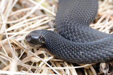 Common European Viper in April