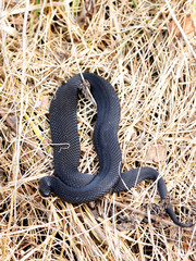 Common European Viper in April