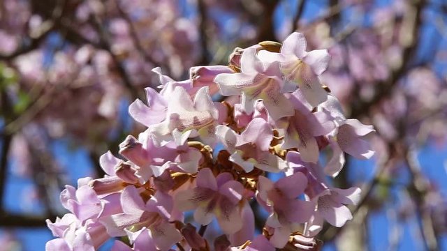 Paulownia Tomentosa Blossom Gently Mooved By The Wind Closeup