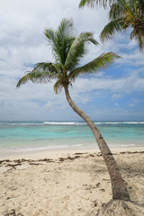 Obraz premium Palmen am Sand Strand mit Meer und Himmel in türkis und blau als Hintergrund