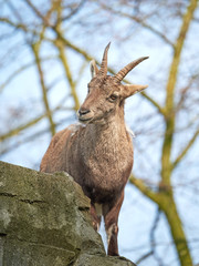 Alpine ibex (Capra ibex),