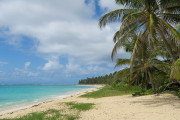 Palmen am Sand Strand mit Meer und Himmel in türkis und blau als Hintergrund