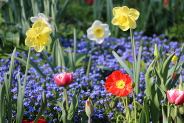 Fototapeta premium Ein buntes Gartenbeet im Frühling
